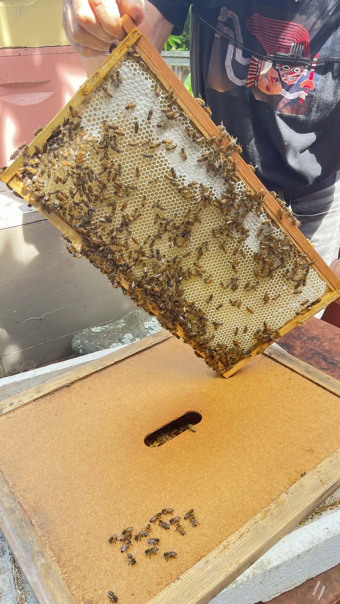 Bees at the club
